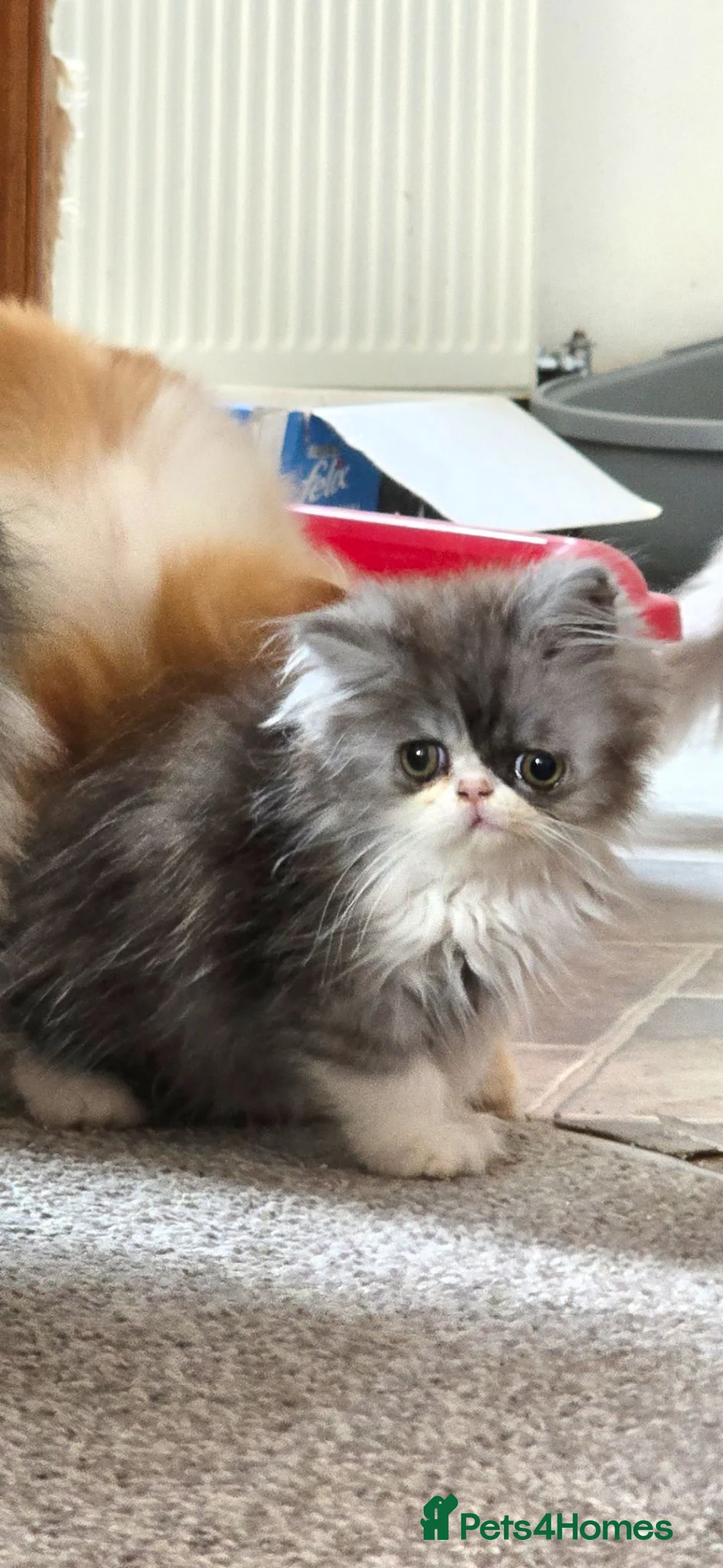 Persian cats for sale: ❤️‍🔥💜  **  PERSIAN KITTENS ❤️‍🔥💜 in Manchester - Advert 9