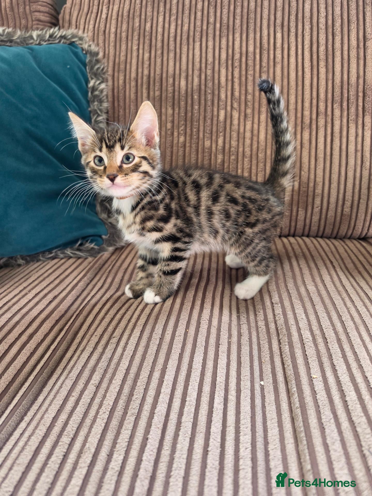 Bengal cats 2 Male Bengal cross DSH READY TO GO - Advert 4