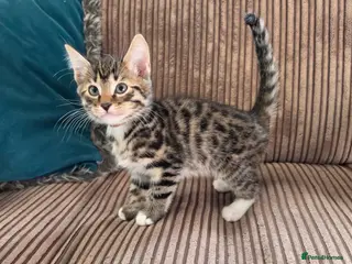 Bengal cats 2 Male Bengal cross DSH READY TO GO - Advert 4