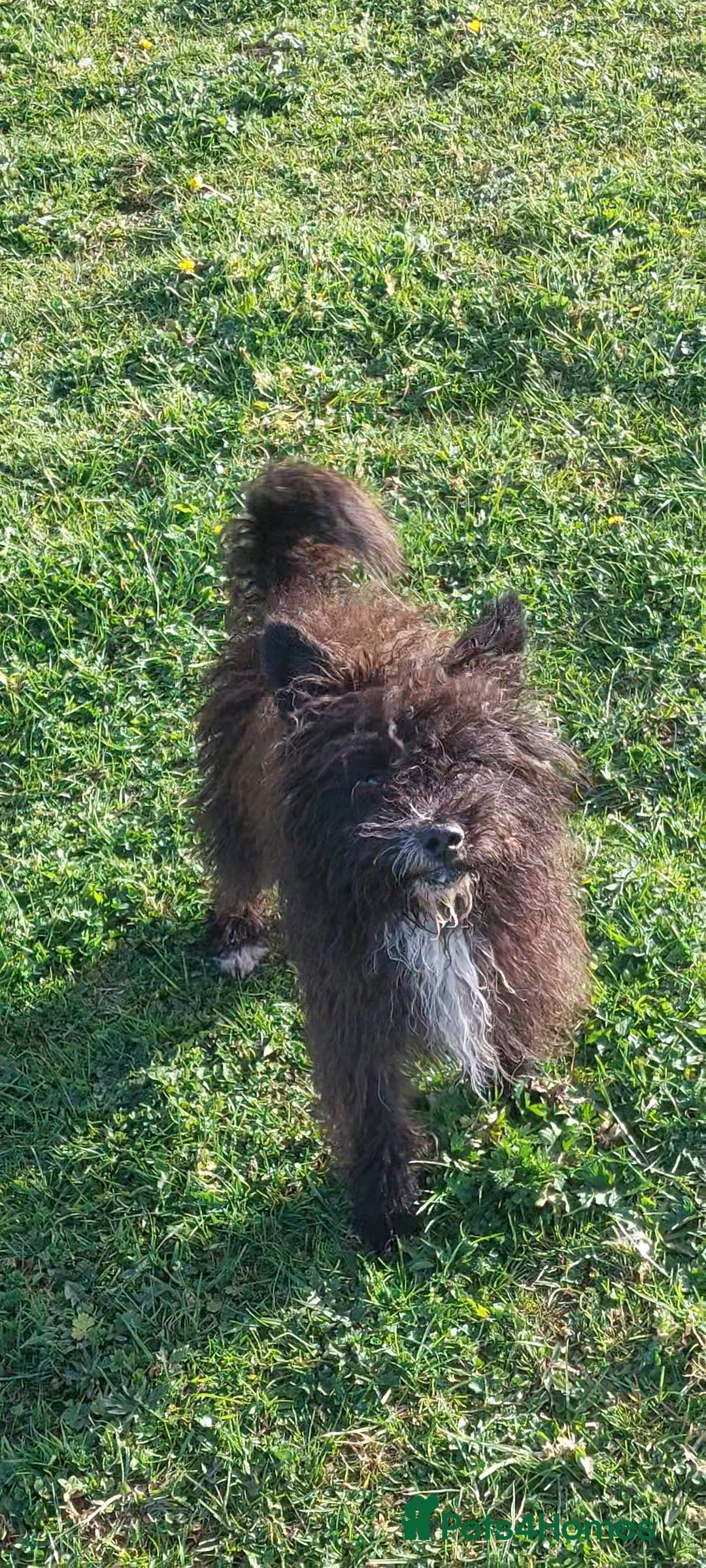 Poodle dogs for stud: Miniature poodle x norwich terrier - Image 1