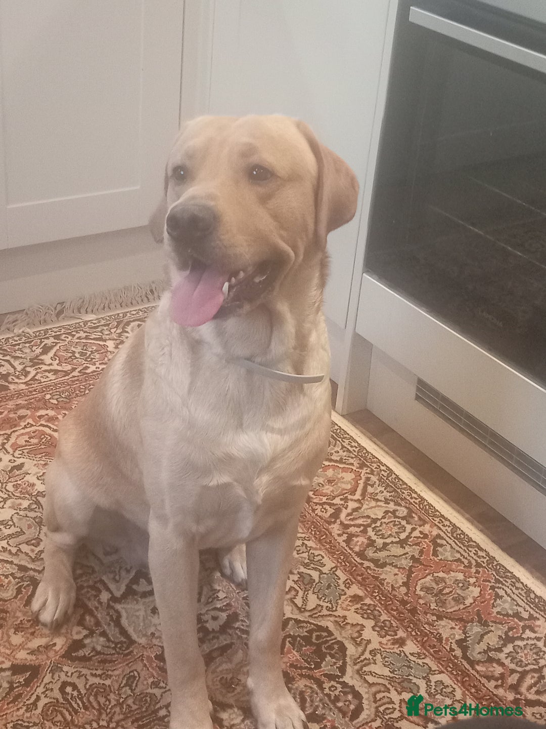 Labrador Retriever dogs for stud: P.R.O.V.E.N Yellow Labrador Stud - Image 4