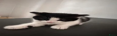 Mixed Breed Kitten 2