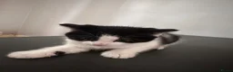 Mixed Breed cats for sale: Three beautiful kittens - Advert 3
