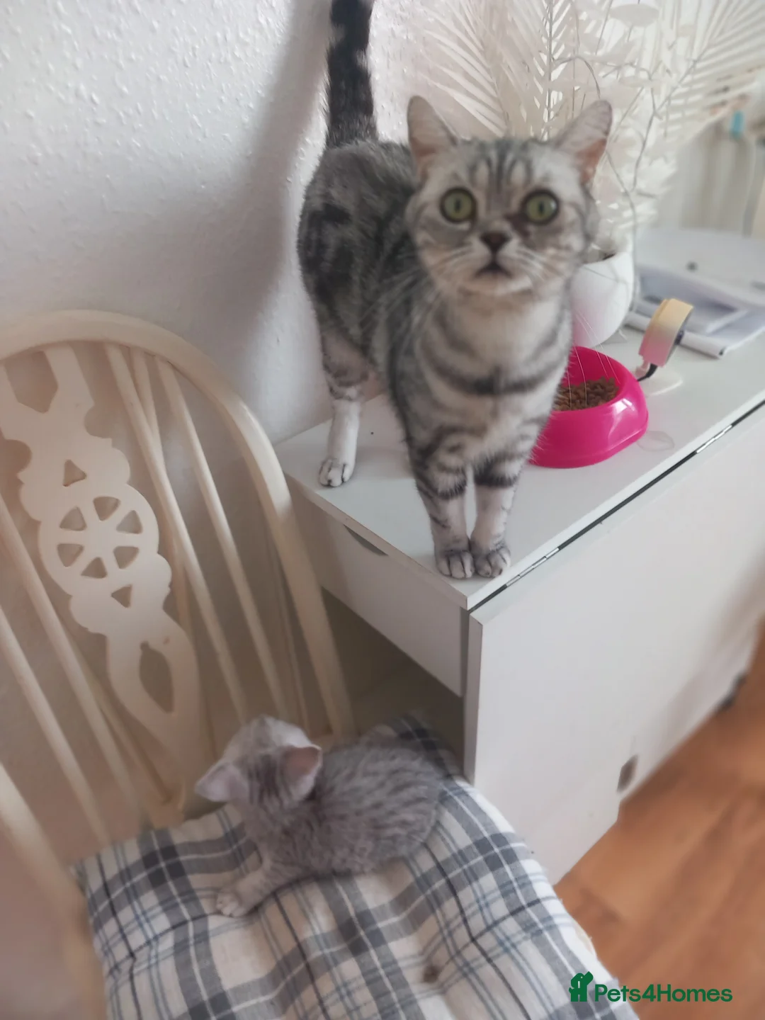 British Shorthair cats for sale: British Shorthair silver tabby - Advert 4