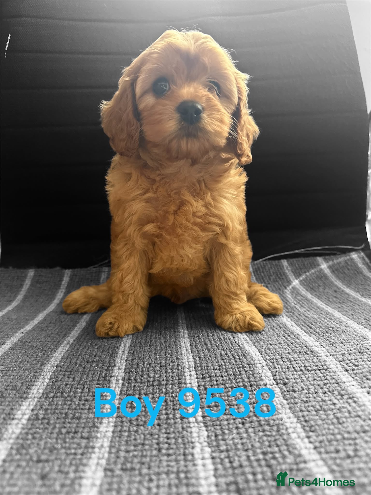 Cavapoo dogs cavapoo pups ready now  - Advert 2