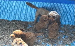 Cockapoo dogs for sale: ADORABLE SMALL MINIATURE F1B COCKAPOO PUPPIES - Image 18