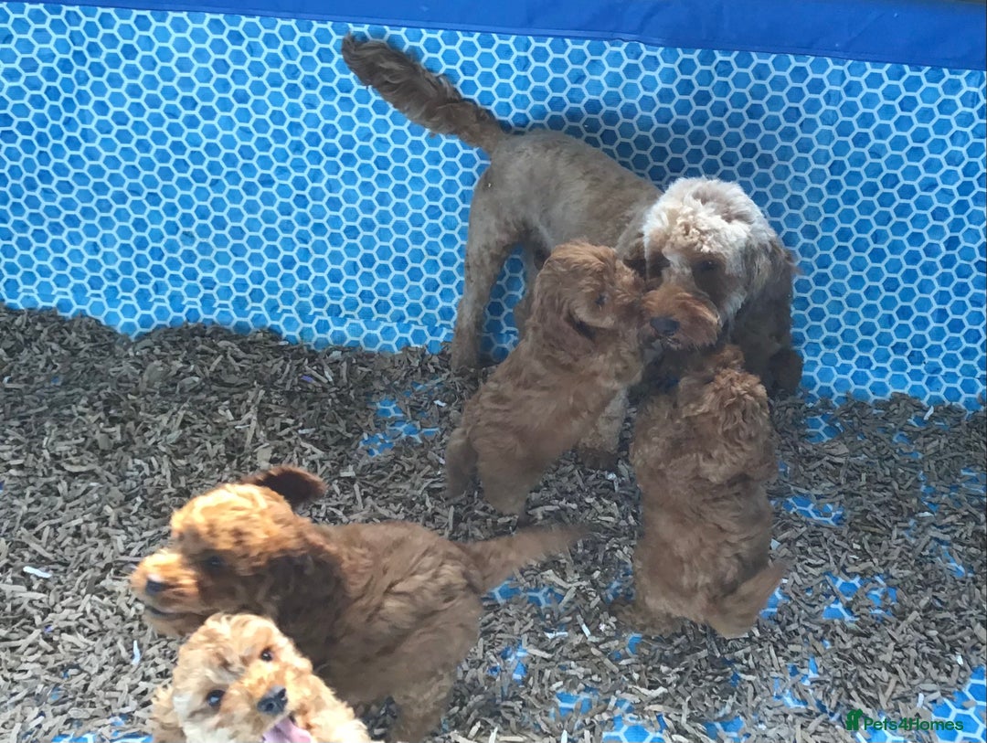 Cockapoo dogs for sale: ADORABLE SMALL MINIATURE F1B COCKAPOO PUPPIES - Image 18