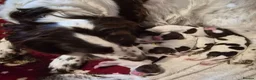 English Springer Spaniel dogs for sale: KC registered English Springer Spaniels - Advert 5
