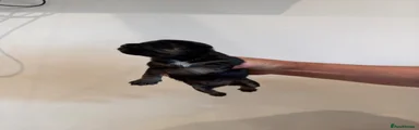 Patterjack 2