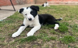 Border Collie dogs for sale: 2 working collie pups left both girls  - Image 1