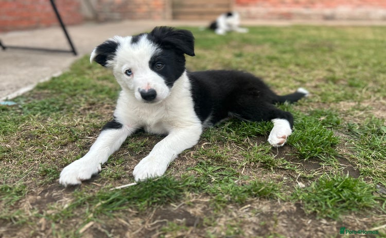 Border Collie dogs - Advert 8