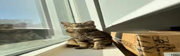 British Shorthair cats for sale: Tabby boy available  - Advert 5