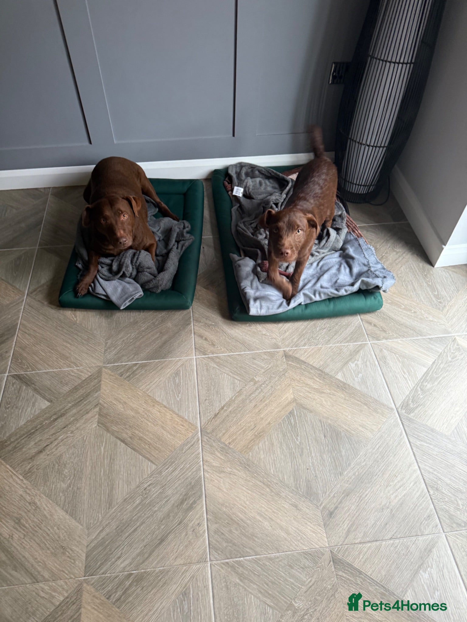 Patterdale Terrier dogs Chocolate patterdale  - Advert 7