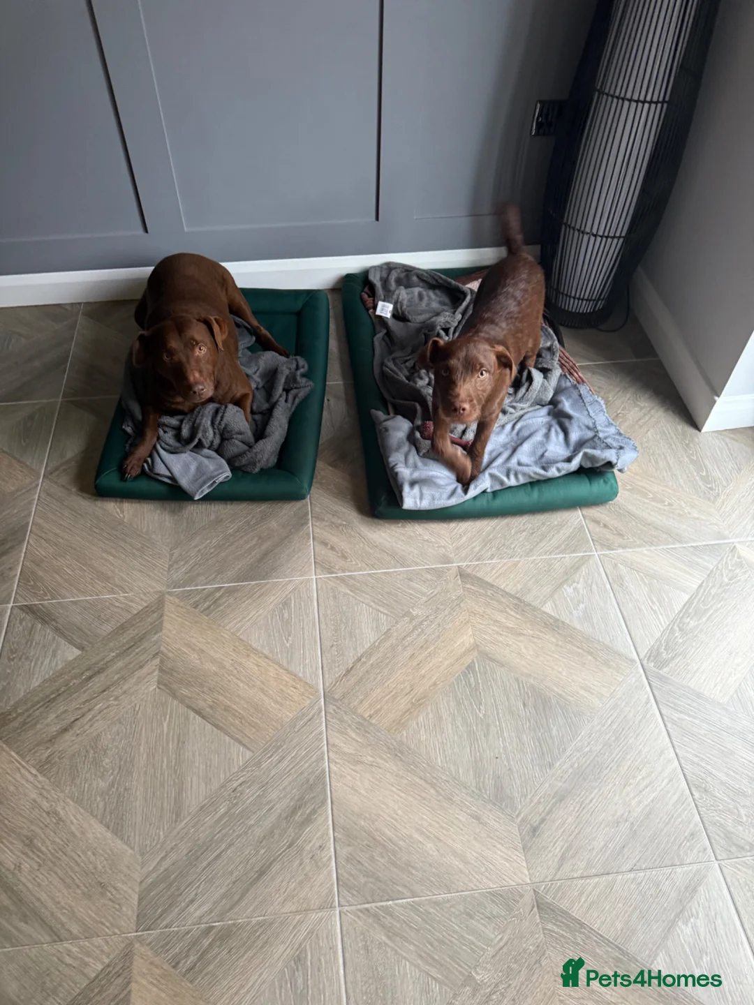 Patterdale Terrier dogs for sale: Chocolate patterdale  in Doncaster - Advert 1