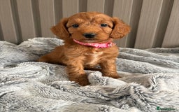 Cockapoo dogs for sale: Health Tested Fox Red Cockapoo  - Image 19