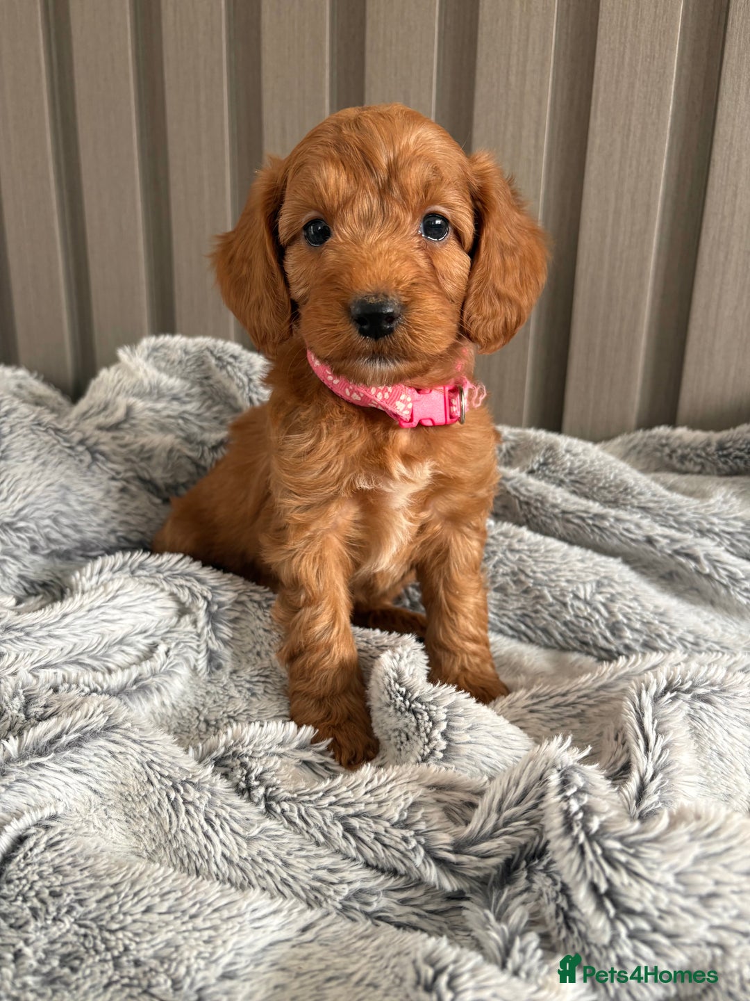 Cockapoo dogs for sale: Health Tested Fox Red Cockapoo  - Image 19