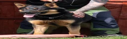 German Shepherd dogs for sale: KC registered GSD dog from old bloodlines  - Advert 8