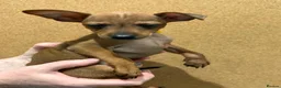 Miniature Pinscher dogs for sale:  Beautiful Purebred Miniature Pinscher Puppies  in Wakefield - Advert 11