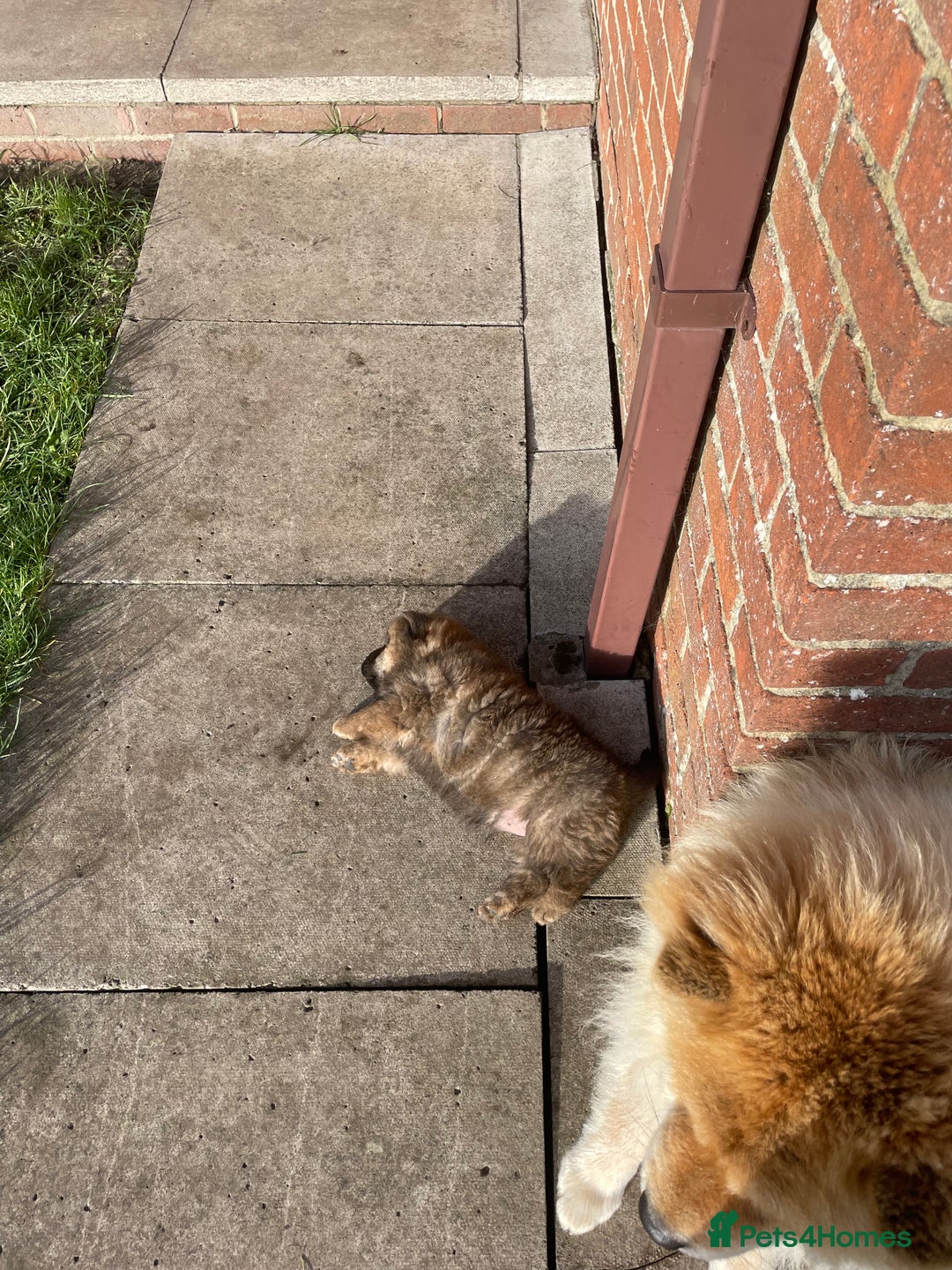 Chow Chow dogs for sale: Gorgeous Chow Chow Puppies Raised in a loving Home - Advert 27