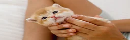 British Shorthair cats for sale: Golden Blue and Golden BSH kittens - Advert 32