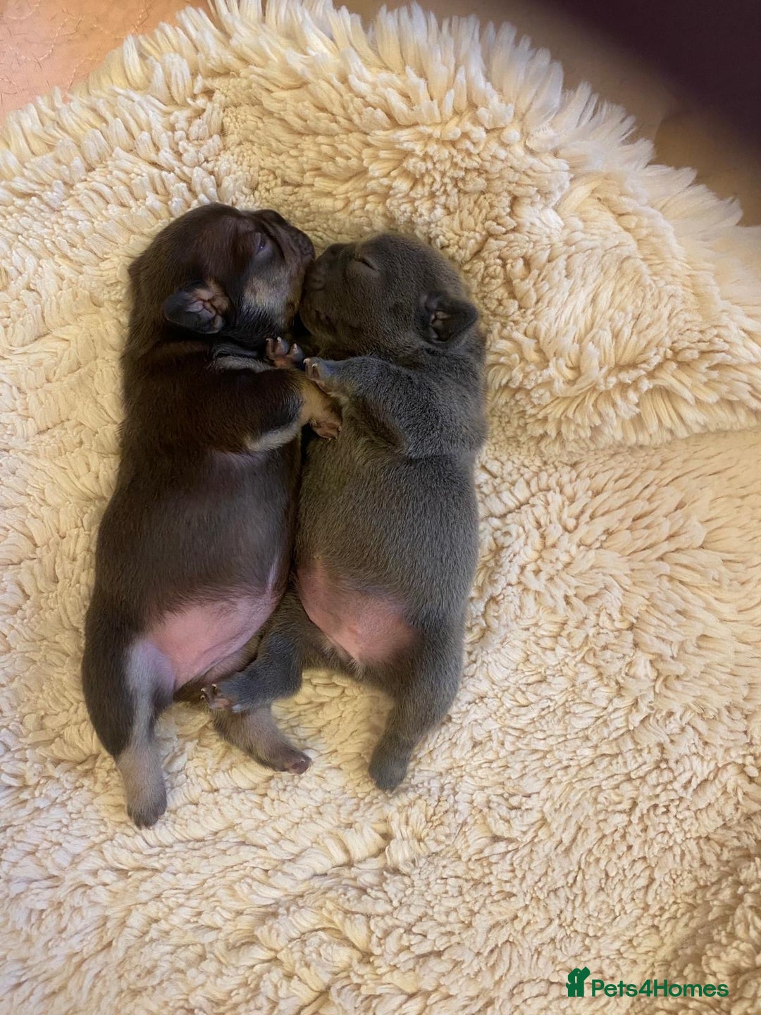 French Bulldog dogs for sale: KC French Bulldog girls puppies pure blue - Image 17