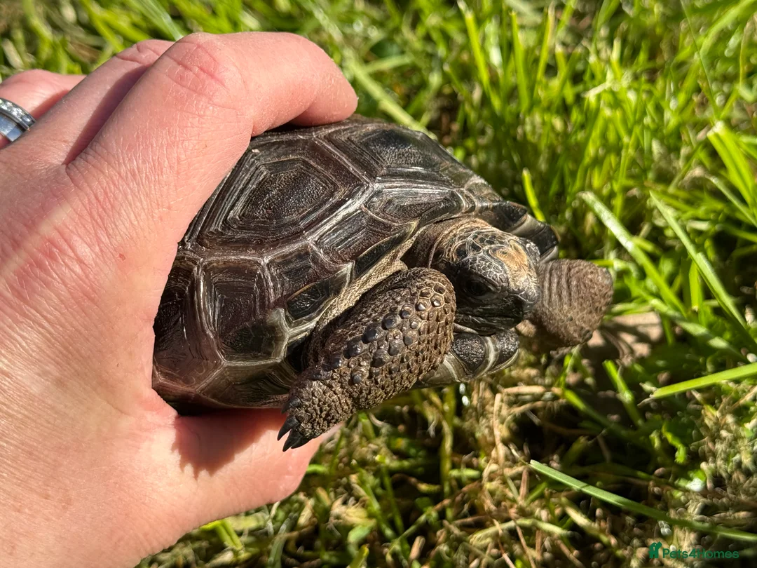 Tortoise reptiles for sale: Baby Aldabra tortoises for sale  - Advert 5