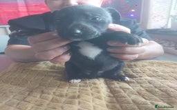 Whippet dogs for sale: Whippet Puppies - Image 11