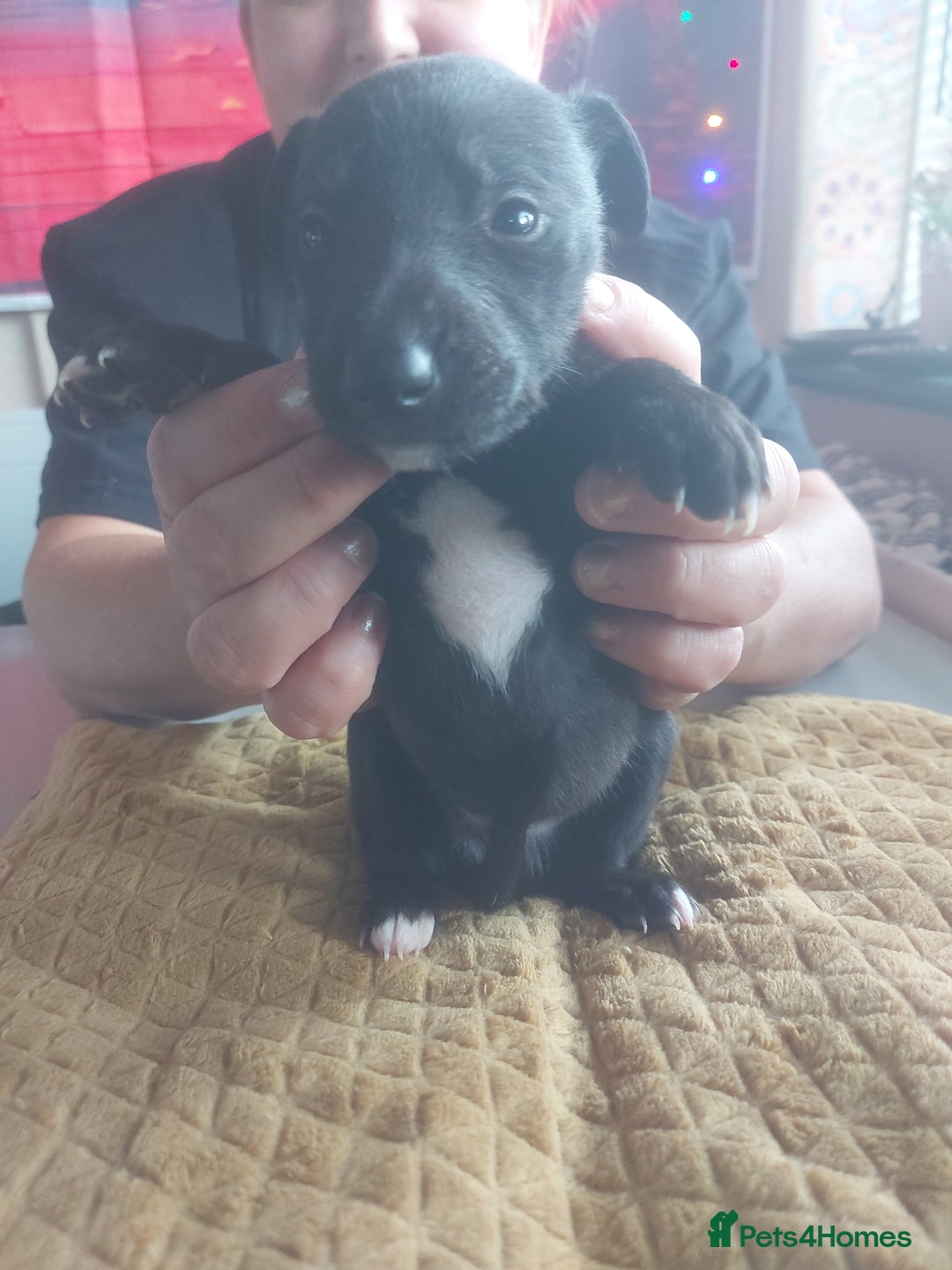 Whippet dogs for sale: Whippet Puppies - Image 11