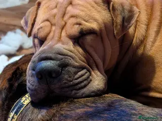 Mixed Breed dogs Shar pei cross cane Corso puppies - Advert 2