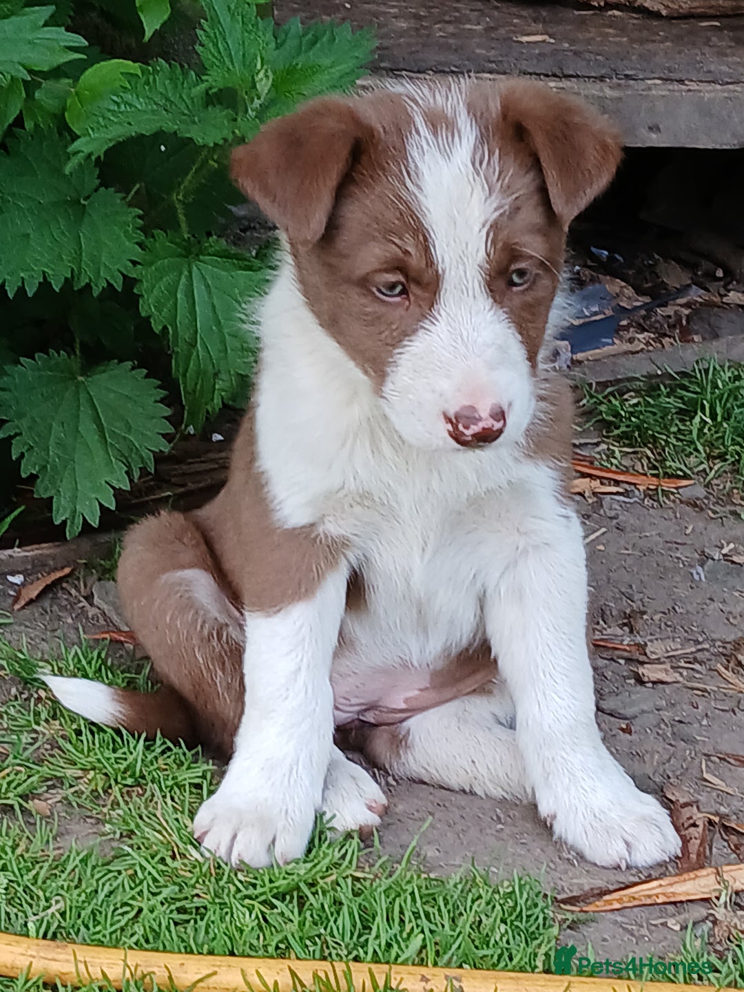 Border Collie dogs for sale: 5 border collie puppies for sale in Builth Wells - Image 7