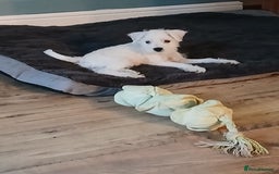 Miniature Schnauzer dogs for sale: Adorable white schnauzer puppy-last one left now  - Image 2
