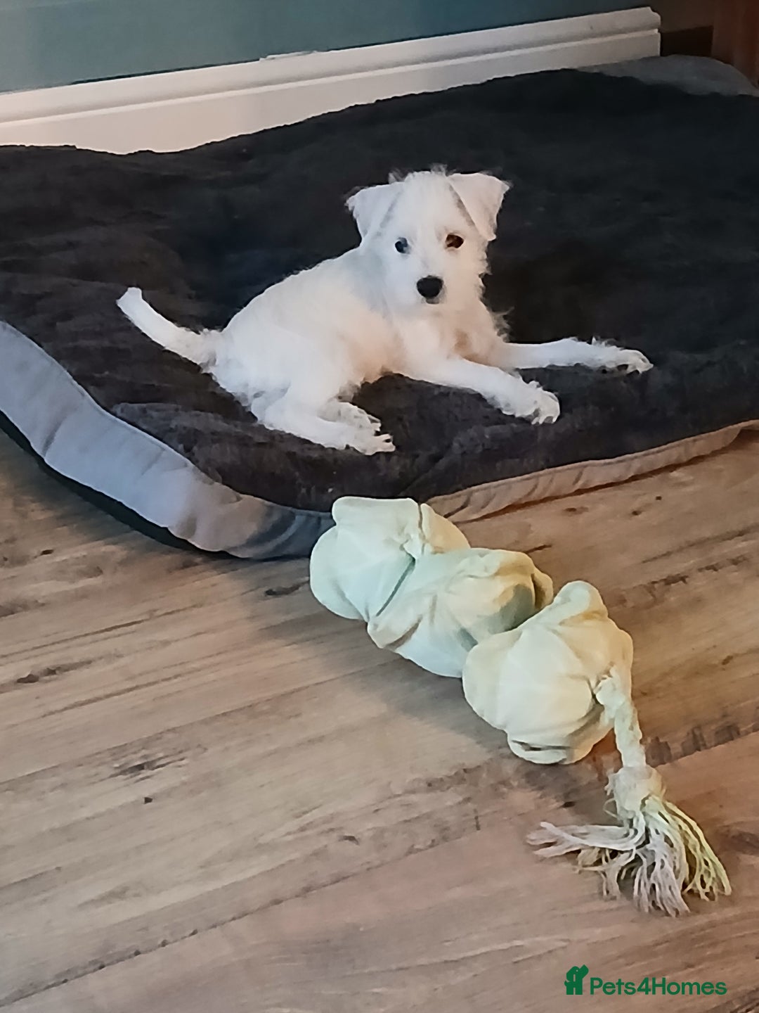 Miniature Schnauzer dogs for sale: Adorable white schnauzer puppy-last one left now  - Image 2
