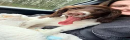 English Springer Spaniel dogs for sale: 3 Month old Springer Spaniel Male  in Airdrie - Advert 7