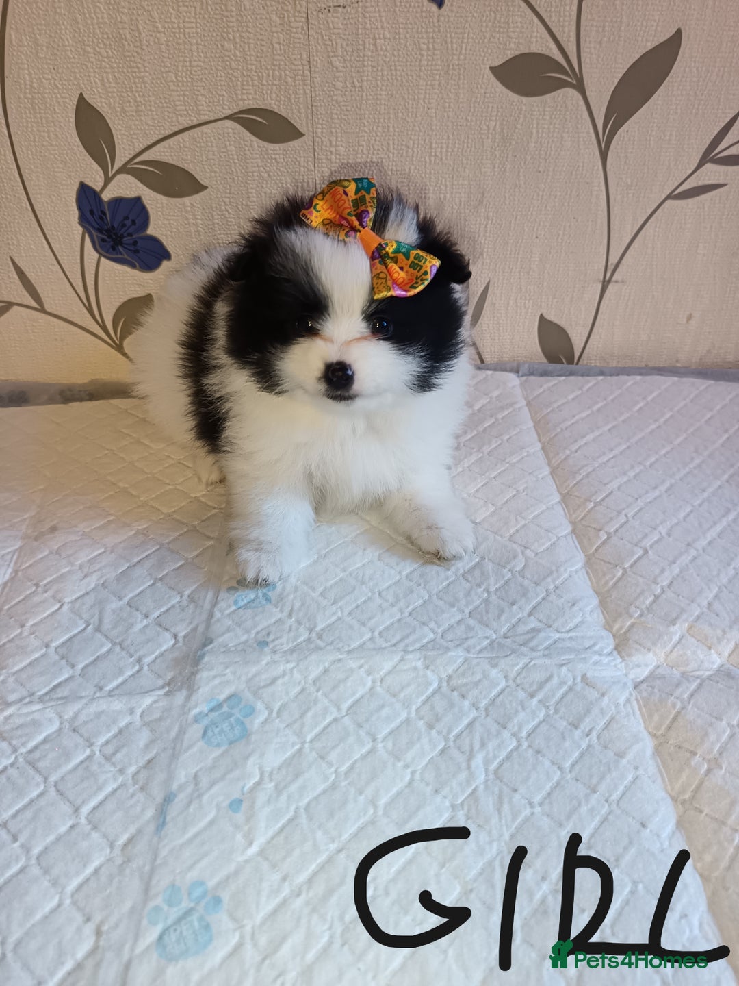 Pomeranian dogs for sale: Barnsley  - Advert 24