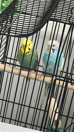 Budgerigars birds - Advert 19