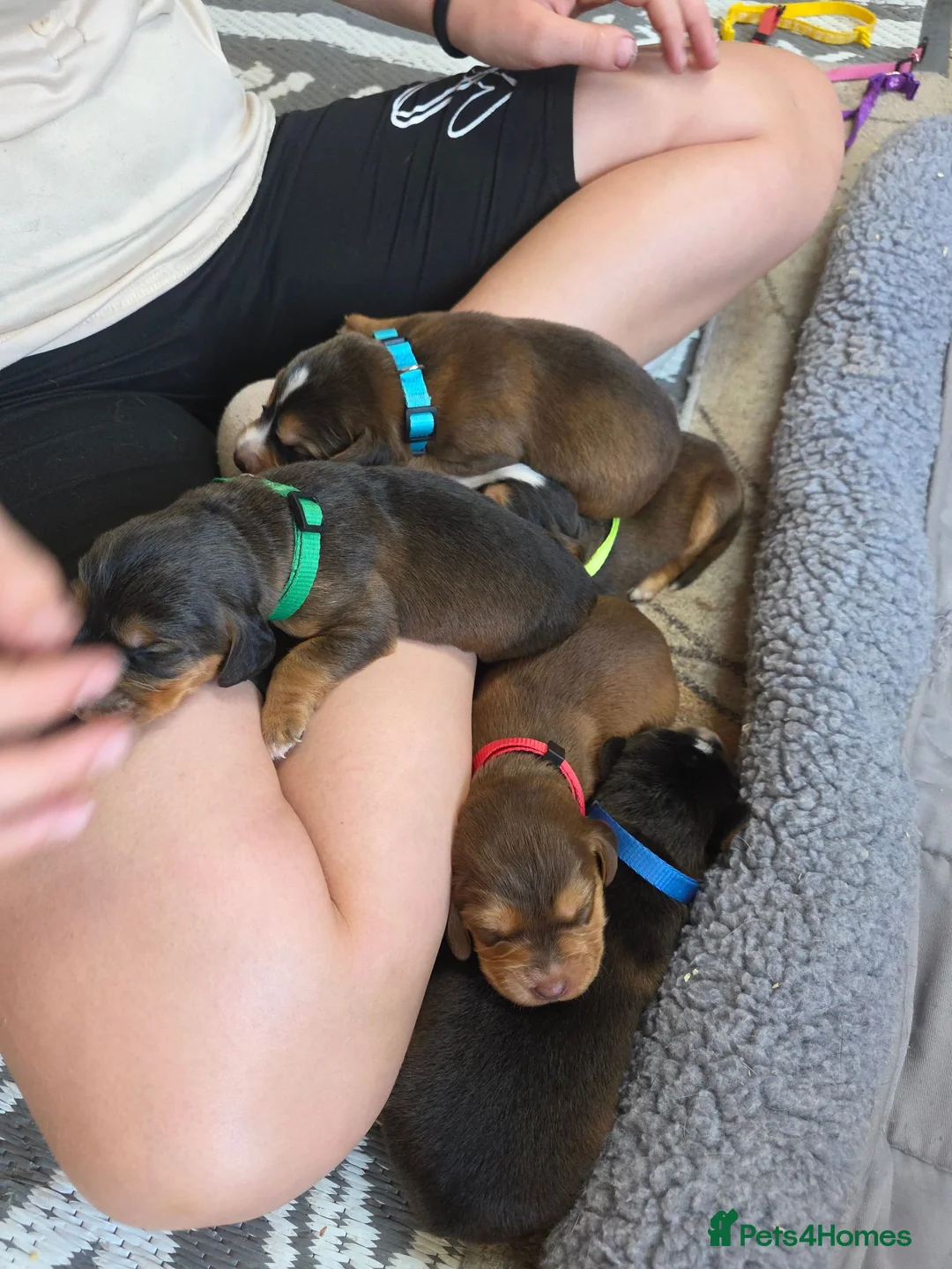 Cockerdor dogs for sale: Beautiful Sable Male Cockerdor Puppy Ready 2ndSept - Advert 5