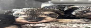 Miniature Schnauzer 4