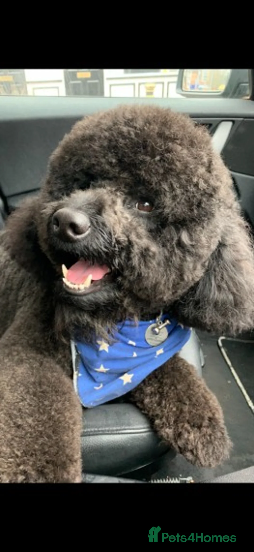 Labradoodle dogs for stud: Mini Doodle stud extensively DNA checked in Warrington - Advert 11