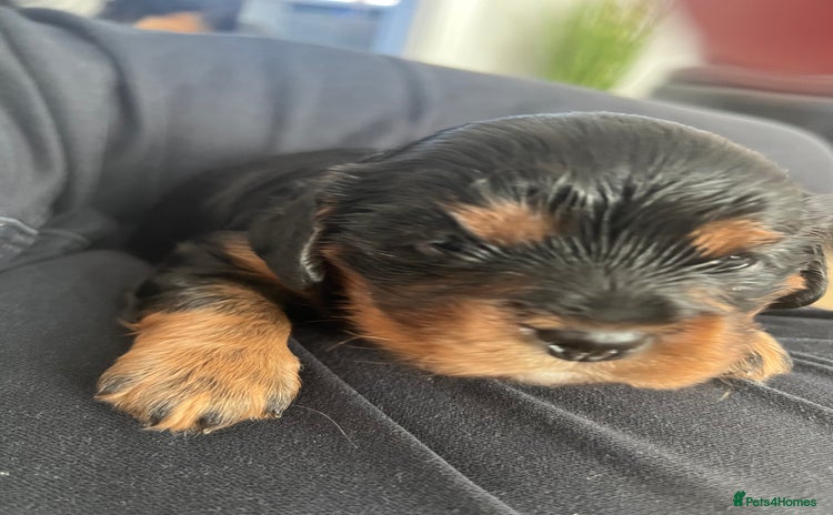 Cavalier King Charles Spaniel dogs for sale - Advert 1