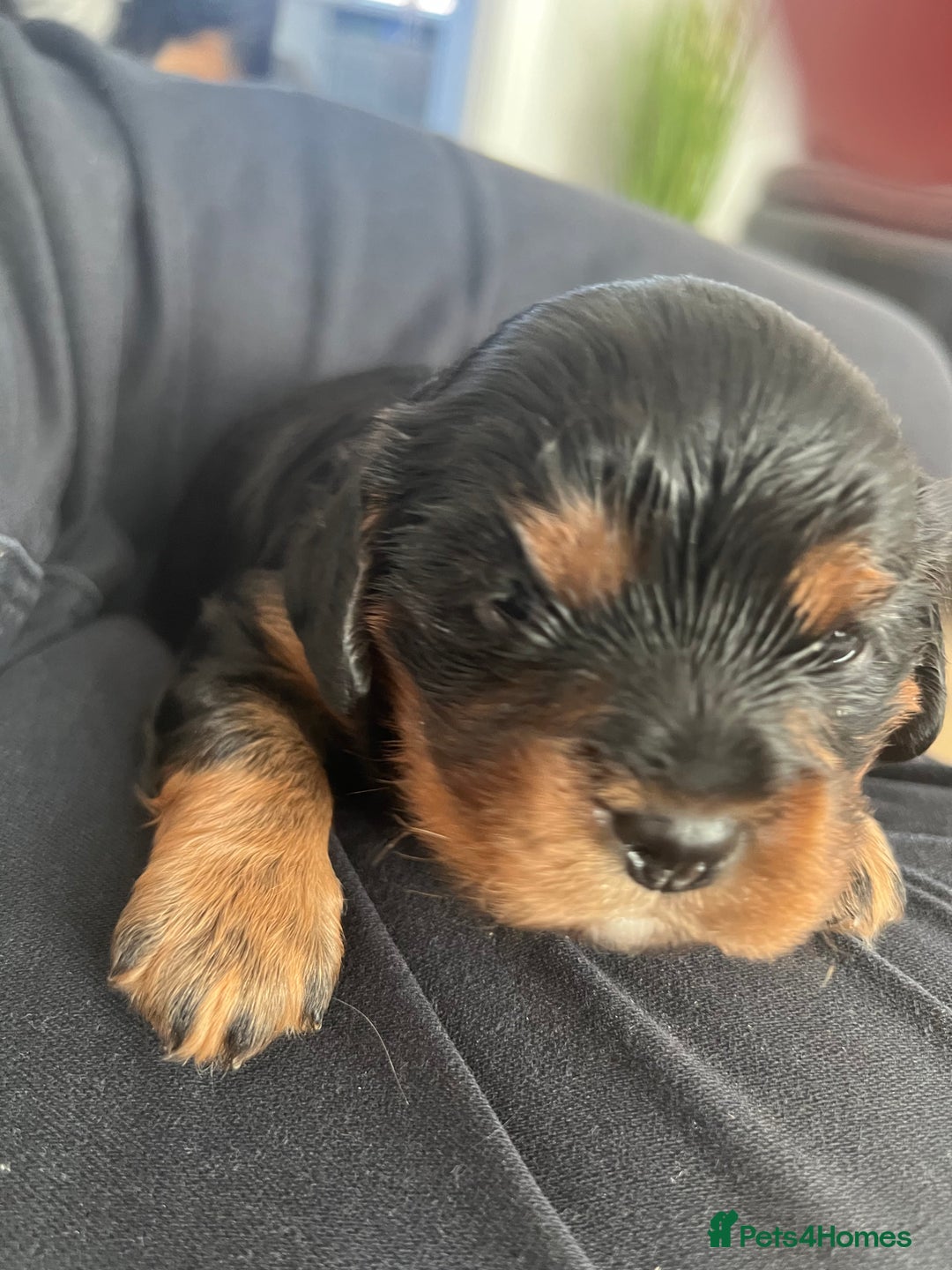 Cavalier King Charles Spaniel dogs for sale: Beautiful King Charles spanial - Image 1