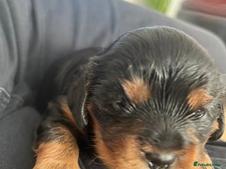 Cavalier King Charles Spaniel dogs - Advert 2