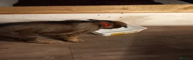 German Shepherd 2