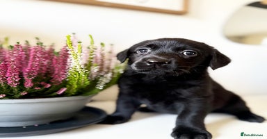 Labrador Retriever dogs - Advert 9