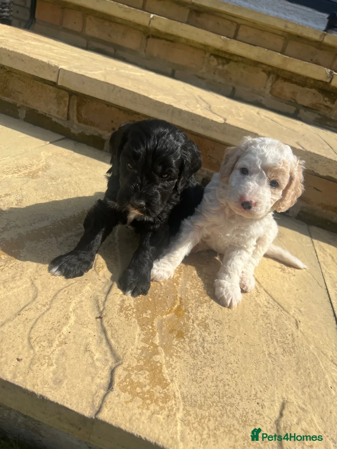 Cockapoo dogs for sale: Cockapoo puppies - Advert 1