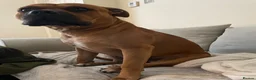 Mixed Breed dogs for sale: Rocky (mastiff x staff)  - Advert 11