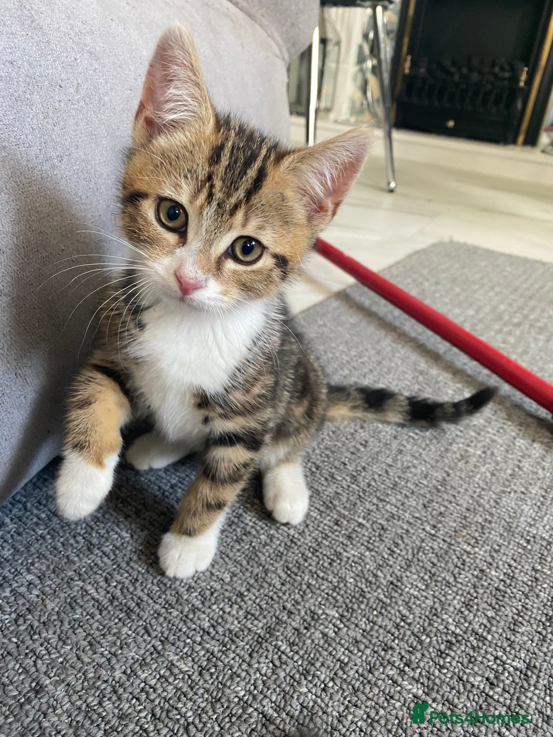 Mixed Breed cats for sale: 4 male kittens  - Image 6