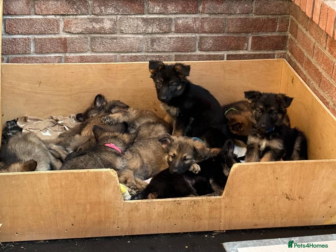 German Shepherd dogs for sale: German shepherd pups - Advert 6