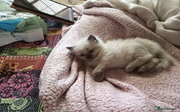Perdoll cats for sale: RAGDAL KITTENSS  - Image 3