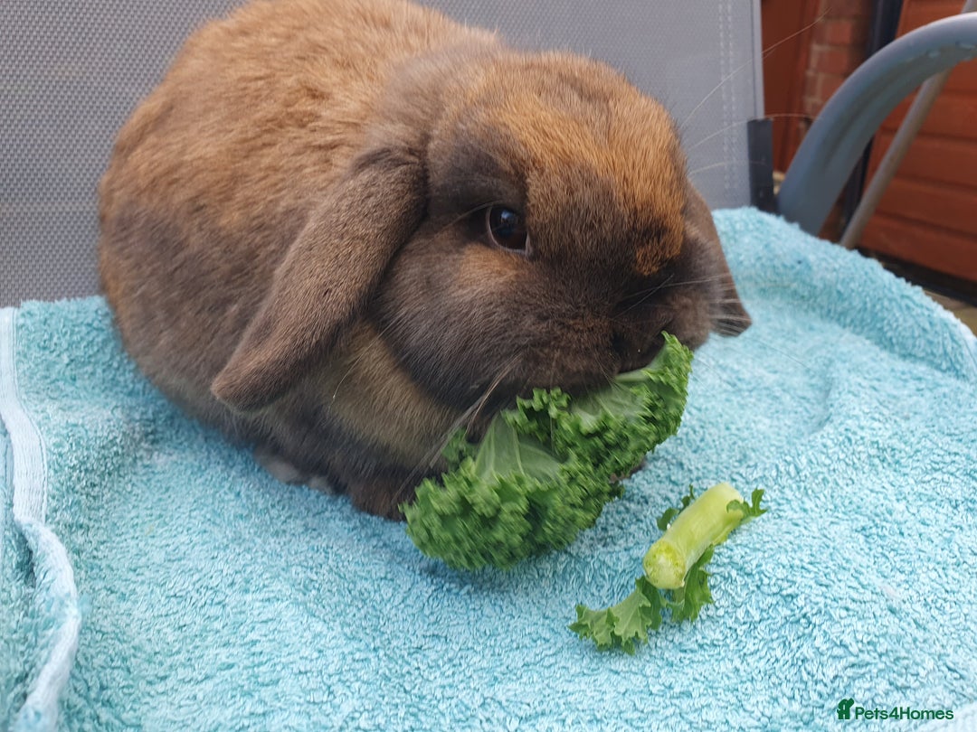 Mini Lop rabbits for sale: Spayed and neutered rabbits for adoption  - Advert 12