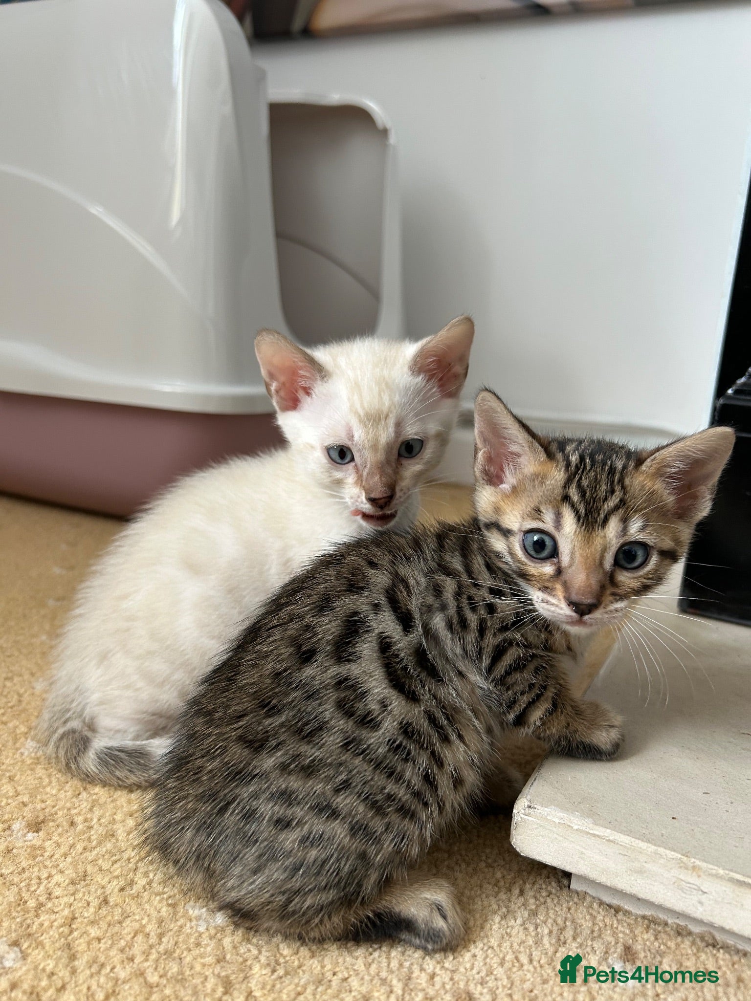 Bengal cats Bengal kittens - Advert 1